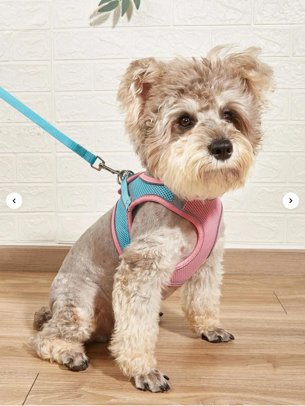 A small dog wearing a colorful harness sits against a textured wall backdrop, exemplifying the pet-friendly nature of the property and suggesting space for four-legged friends to explore and relax.